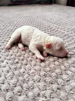 Chephren Tut , a male Poodle - Toy  for sale in Jersey City, NJ – 5 of 5