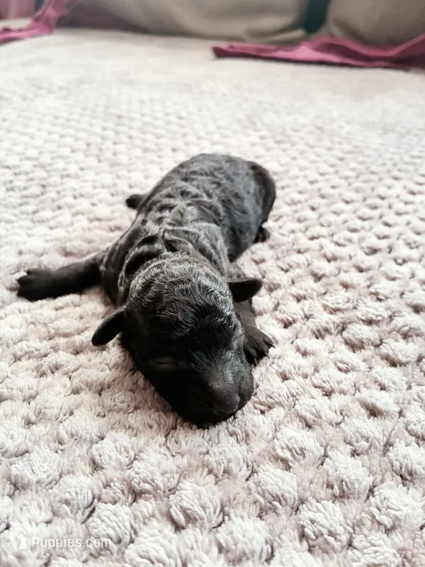 Meresankh – Poodle - Toy  puppy for sale in Jersey City, NJ