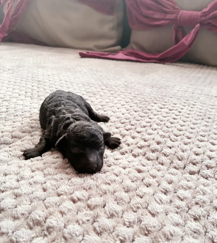 Meresankh – Poodle - Toy  puppy for sale in Jersey City, NJ