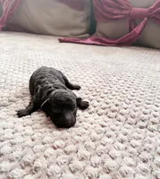 Meresankh, a female Poodle - Toy  for sale in Jersey City, NJ – 4 of 4