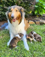 Lassie #1, a female Collie for sale in Augusta, GA – 6 of 10