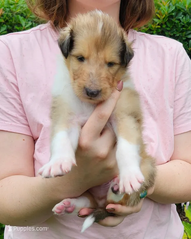 Laddie #3 – Collie puppy for sale in Augusta, GA