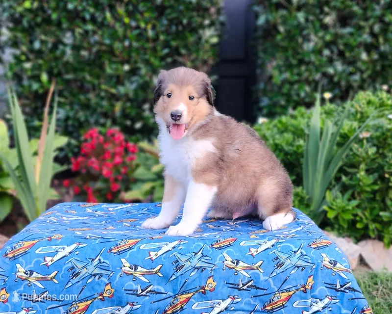 Laddie #2 – Collie puppy for sale in Augusta, GA