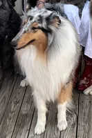 Laddie #2, a male Collie for sale in Augusta, GA – 8 of 10