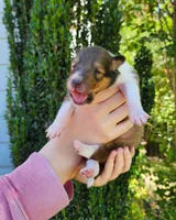 Lassie #1, a female Collie for sale in Augusta, GA – 1 of 10