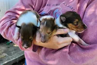 Laddie #2, a male Collie for sale in Augusta, GA – 5 of 10