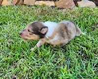 Laddie #3, a male Collie for sale in Augusta, GA – 3 of 10