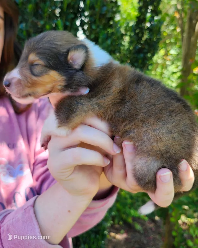 Laddie #2 – Collie puppy for sale in Augusta, GA