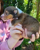 Laddie #2, a male Collie for sale in Augusta, GA – 1 of 10