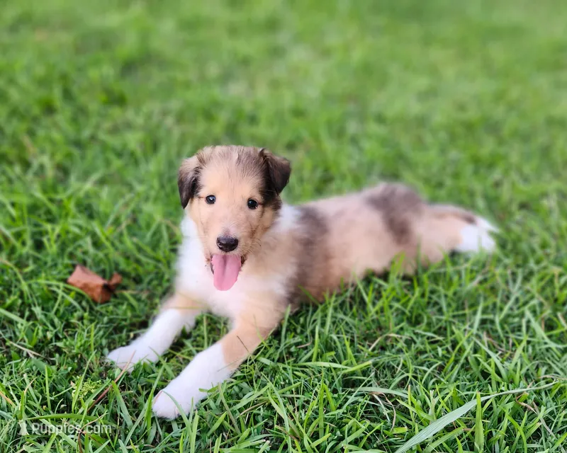Laddie #3 – Collie puppy for sale in Augusta, GA