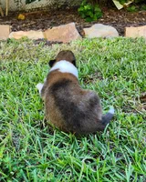 Laddie #2, a male Collie for sale in Augusta, GA – 3 of 10