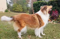 Lassie #1, a female Collie for sale in Augusta, GA – 7 of 10