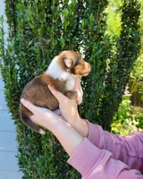 Laddie #2, a male Collie for sale in Augusta, GA – 4 of 10