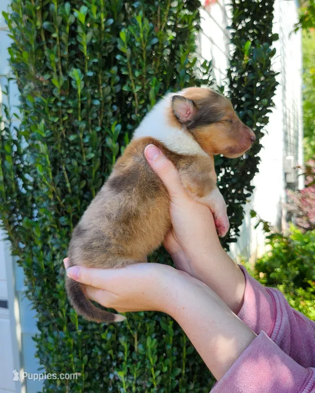 Laddie #3 – Collie puppy for sale in Augusta, GA