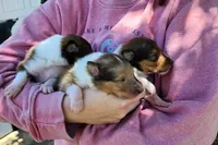 Laddie #3, a male Collie for sale in Augusta, GA – 5 of 10