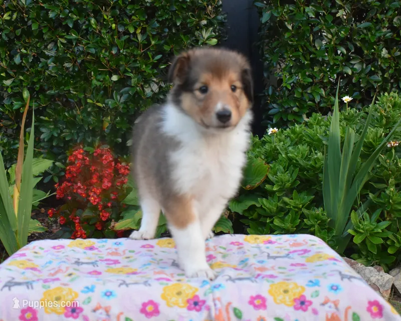 Lassie #1 – Collie puppy for sale in Augusta, GA