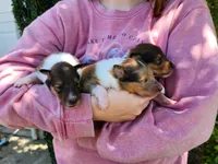 Lassie #1, a female Collie for sale in Augusta, GA – 5 of 10