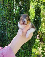 Laddie #2, a male Collie for sale in Augusta, GA – 2 of 10