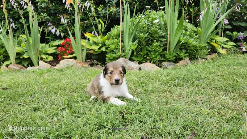 Lassie #1 – Collie puppy for sale in Augusta, GA