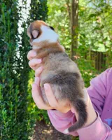 Laddie #3, a male Collie for sale in Augusta, GA – 2 of 10