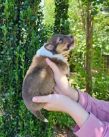 Lassie #1, a female Collie for sale in Augusta, GA – 2 of 10