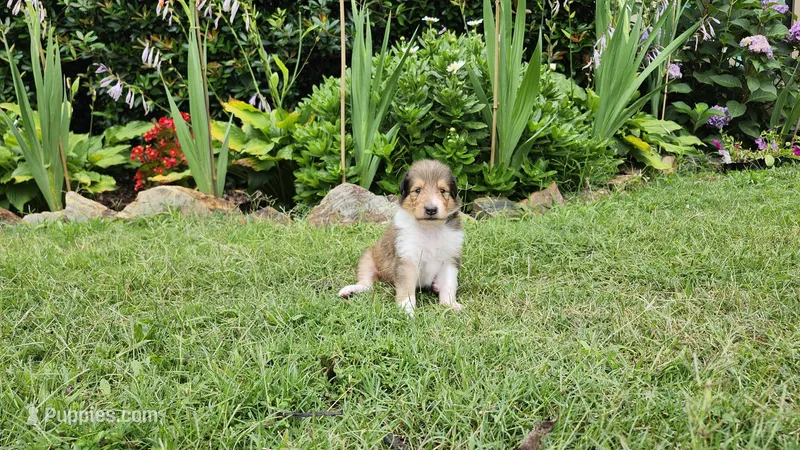 Laddie #2 – Collie puppy for sale in Augusta, GA