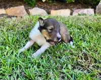 Lassie #1, a female Collie for sale in Augusta, GA – 4 of 10