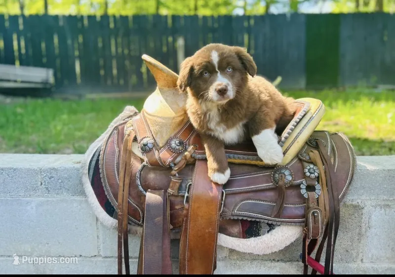 Cowboy  – Australian Shepherd puppy for sale in Salisbury, NC