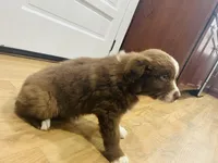 Cowboy , a male Australian Shepherd for sale in Salisbury, NC – Photo 5 of 5