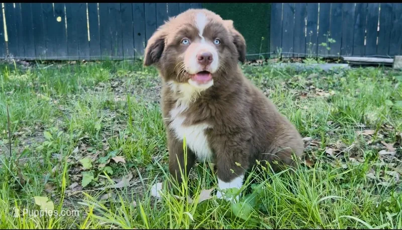 Cowboy  – Australian Shepherd puppy for sale in Salisbury, NC