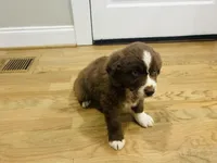 Cowboy , a male Australian Shepherd for sale in Salisbury, NC – Photo 3 of 5