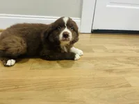 Cowboy , a male Australian Shepherd for sale in Salisbury, NC – Photo 2 of 5