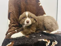 Cowboy , a male Australian Shepherd for sale in Salisbury, NC – Photo 4 of 5