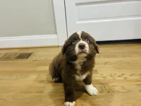 Cowboy , a male Australian Shepherd for sale in Salisbury, NC – Photo 1 of 5