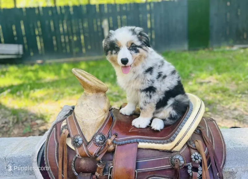 River  – Australian Shepherd puppy for sale in Salisbury, NC
