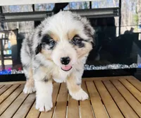 River , a female Australian Shepherd for sale in Salisbury, NC – Photo 2 of 4