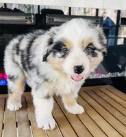 River , a female Australian Shepherd for sale in Salisbury, NC – Photo 1 of 4