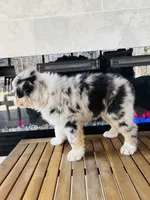 River , a female Australian Shepherd for sale in Salisbury, NC – Photo 3 of 4