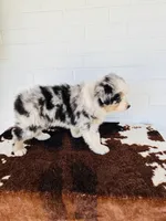 River , a female Australian Shepherd for sale in Salisbury, NC – Photo 4 of 4