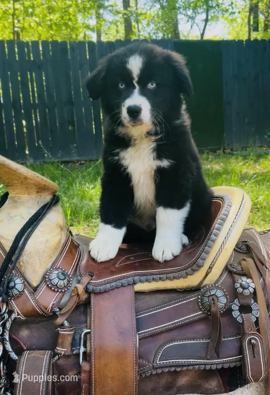 Diesel  – Australian Shepherd puppy for sale in Salisbury, NC
