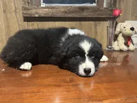 Diesel , a male Australian Shepherd for sale in Salisbury, NC – Photo 3 of 3