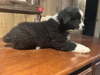 Diesel , a male Australian Shepherd for sale in Salisbury, NC – Photo 2 of 3