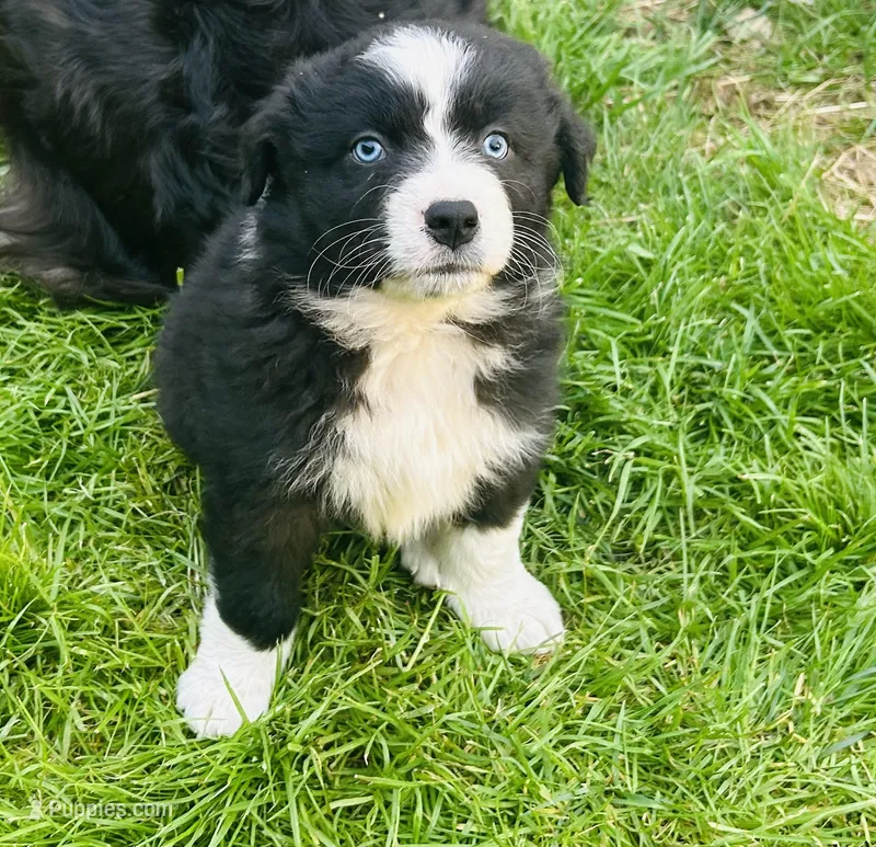 Diesel  – Australian Shepherd puppy for sale in Salisbury, NC