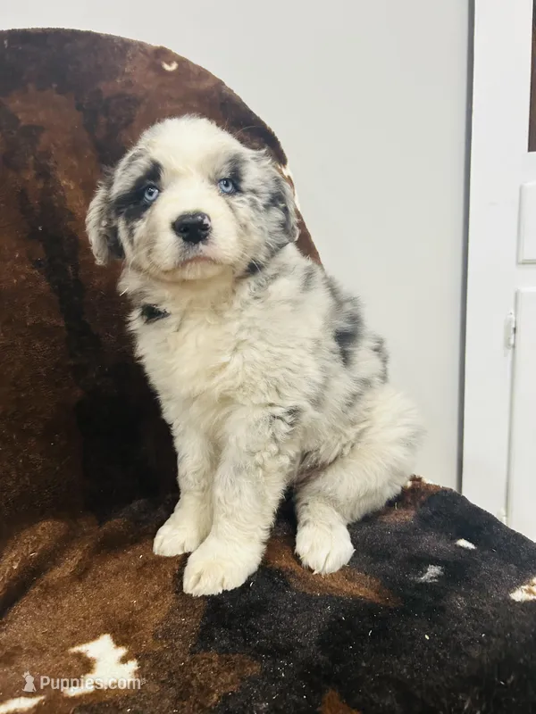 Storm  – Australian Shepherd puppy for sale in Salisbury, NC