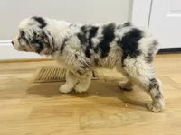 Storm , a female Australian Shepherd for sale in Salisbury, NC – Photo 4 of 6