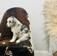 Storm , a female Australian Shepherd for sale in Salisbury, NC – Photo 2 of 6