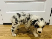 Storm , a female Australian Shepherd for sale in Salisbury, NC – Photo 5 of 6