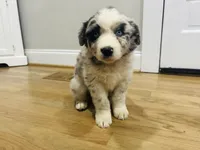 Storm , a female Australian Shepherd for sale in Salisbury, NC – Photo 3 of 6