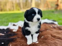 Cash , a male Australian Shepherd for sale in Salisbury, NC – Photo 2 of 7