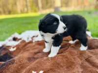 Cash , a male Australian Shepherd for sale in Salisbury, NC – Photo 4 of 7